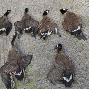 Canada goose hunting