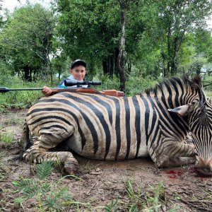 Zebra Hunt North West Province South Africa