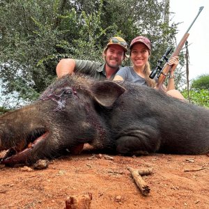 Feral Pig Cull Hunt North West Province