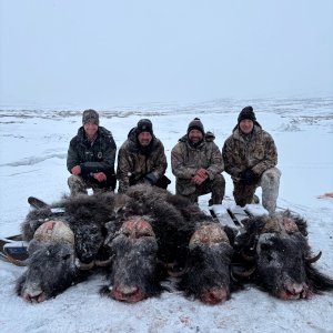 Muskox Hunt Greenland