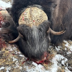 Muskox Hunt Greenland