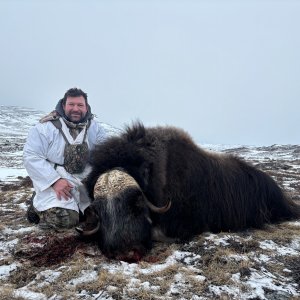 Muskox Hunt Greenland