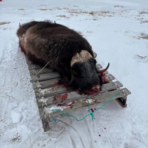 Muskox Hunt Greenland