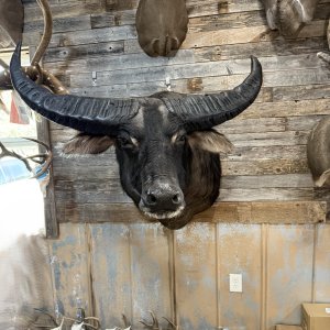 Water Buffalo Shoulder Mount Taxidermy