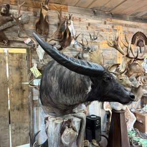 Water Buffalo Pedestal Mount Taxidermy