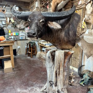 Water Buffalo Pedestal Mount Taxidermy