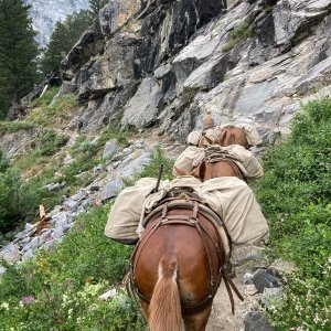 Packing Horses