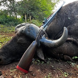 Buffalo Hunt KwaZulu-Natal South Africa