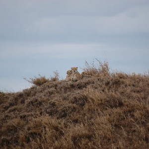 Cheetah Tanzania