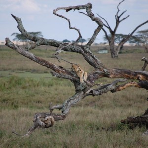 Lion Tanzania