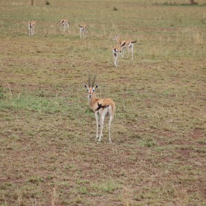 Gazelle Tanzania