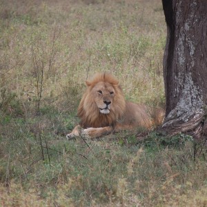 Lion Tanzania