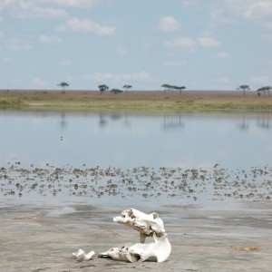 Hippo Skull Tanzania