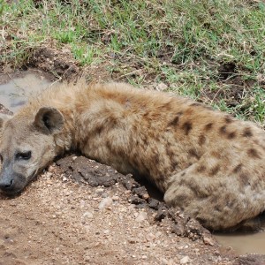 Spotted Hyena Tanzania