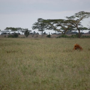 Lion Tanzania