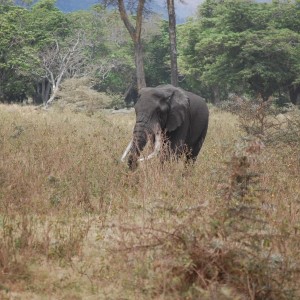 Elephant Tanzania