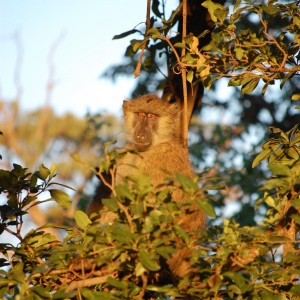 Baboon Tanzania