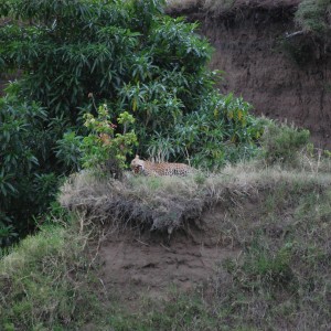 Leopard Tanzania