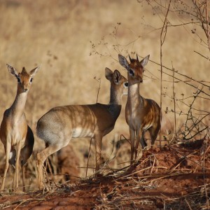 Kirk Dik-Dik Tanzania