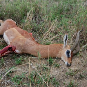 Gerenuk Tanzania