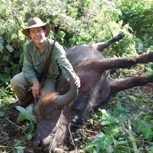 Buffalo Tanzania