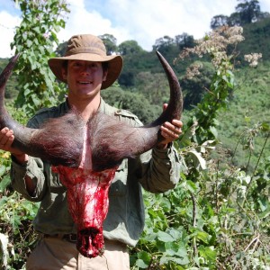 Buffalo Tanzania