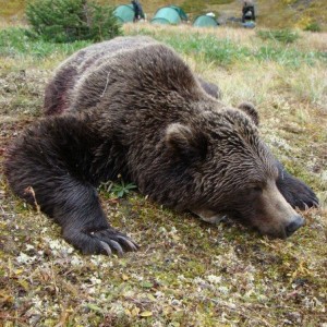 Hunting Grizzly Bear