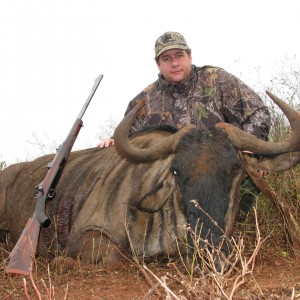 Hunting Blue Wildebeest