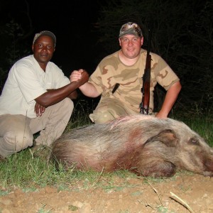 Hunting Bushpig