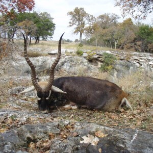 Hunting Blackbuck