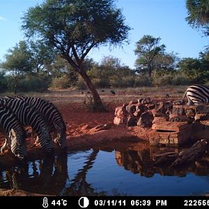 Zebras at Tally Ho Game Ranch South Africa