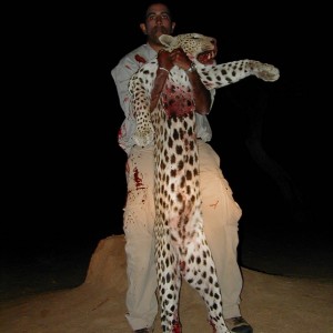 Hunting Leopard in Namibia