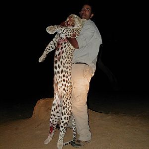 Hunting Leopard in Namibia