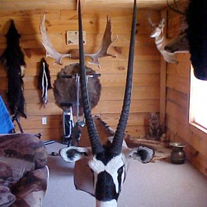 Gemsbok mount