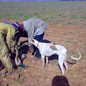 The pleasures of hunting Steenbok in south africa