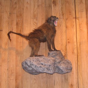 Baboon Taxidermy Mount