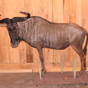 Wildebeest Taxidermy Mount