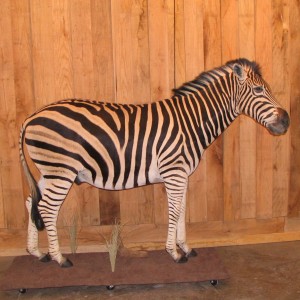 Zebra Taxidermy Mount