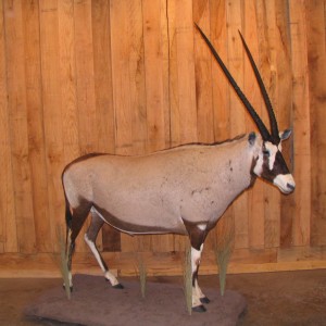 Gemsbok taxidermy mount