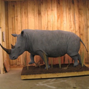 Rhino Taxidermy Mount