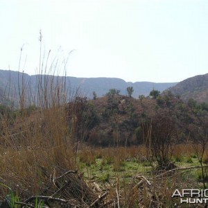 My Leopard Hunt with Motsomi Safaris in South Africa