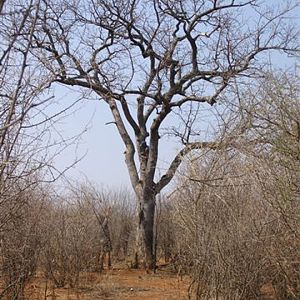 My Leopard Hunt with Motsomi Safaris in South Africa