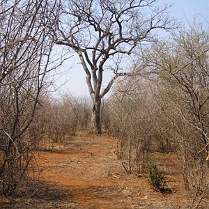 My Leopard Hunt with Motsomi Safaris in South Africa