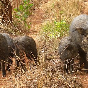 Giant Forest Hog family in CAR