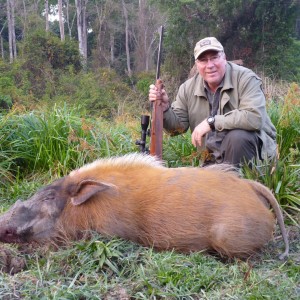 Red River Hog hunted in CAR