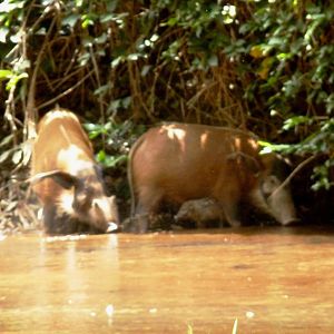 Red River Hog in CAR