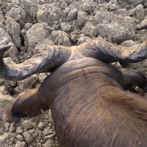 Unusual horn shaped Buffalo CAR