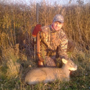 Chinese Water Deer, UK 2010