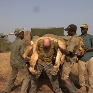 Trying to put this magnificent trophy Lion on my shoulders! Not an easy ven