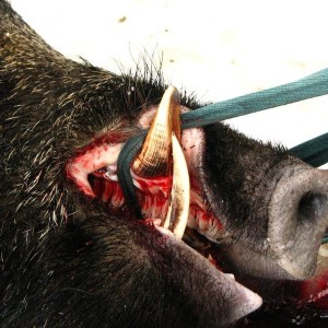 Wild Boar Hunting in Romania